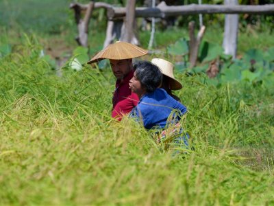 SS Rice News Convention 2025, Pattaya - Thailand